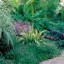 urban plant image
