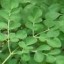 image of moringa oleifera
