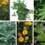 images of medicinal plants