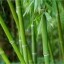 image of bamboo