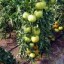 image of tomato plants