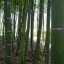 image of bamboo