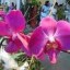 image of floriculture