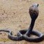 image of poisonous snake