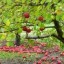 image of orchard