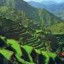 image of rice terraces