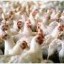 image of poultry