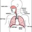 image of respiratory