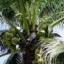 image of coconut tree