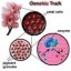 image of genetic traits