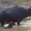 image of carabao