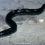 image of eel