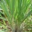 image of lemon grass