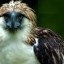 philippine eagle image