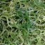 image og seaweeds