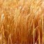 image of barley image of barley