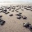 image of marine turtle