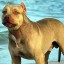 pitbull dog