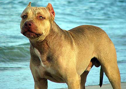 Pitbull Puppies For Sale In Michigan. Tiger stripe pitbull puppies for sale in fot worth area :: ||what are the