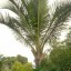 Sago palm tree
