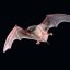 bat image