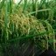 rice photo