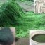 spirulina