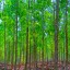 image of reforestation