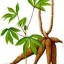 cassava image