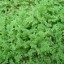 image of azolla