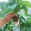 image of hydroponics