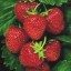 image of strawberry