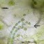 image of anabaena azolla