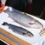image of genetically modified fish