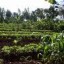 image of organic farming
