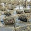 image of pearl farming