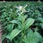 image of tobacco image of tobacco
