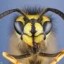image of wasp