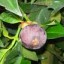 mangosteen image