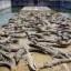 crocodile farm photo