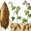 image of camote