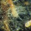 image of mycorrhiza
