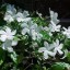 image of soothing jasmine image of soothing jasmine