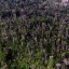image of amazon world's largest forest