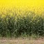 image of canola