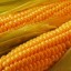 image of corn