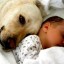 image of dog