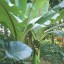image of enset banana