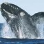 image of right whale