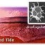 red tide image